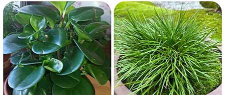 可以养在阳台的植物