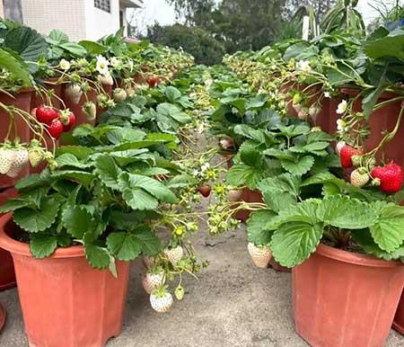 可以养在阳台的植物
