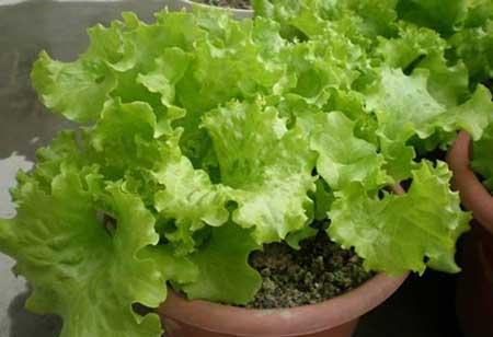 可以养在阳台的植物