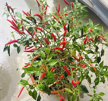 可以养在阳台的植物