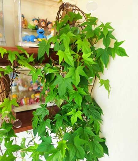可以养在阳台的植物