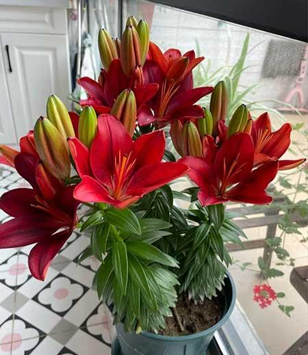 可以养在阳台的植物