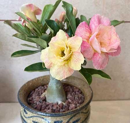 可以养在阳台的植物