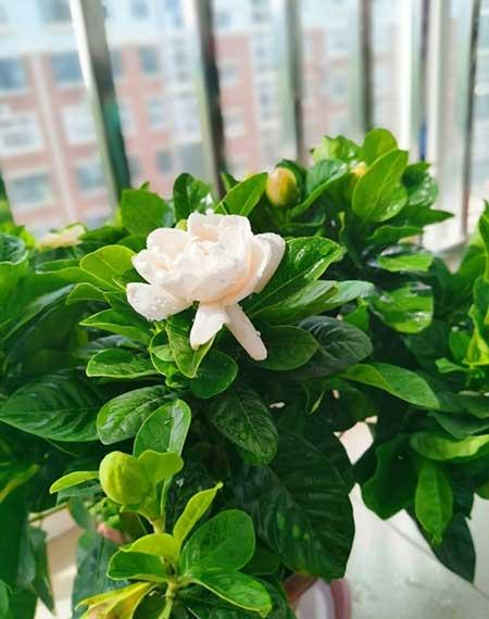家养香的花