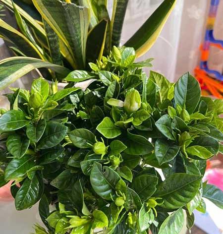 家养香的花