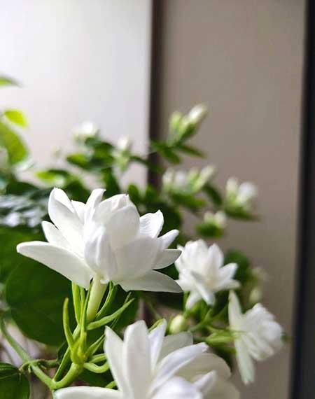 家养香的花
