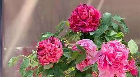 家里养哪几种花或植物旺人又旺财