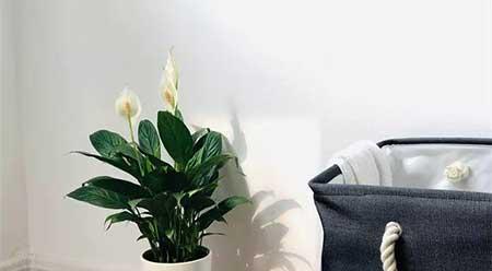 家里养哪几种花或植物旺人又旺财