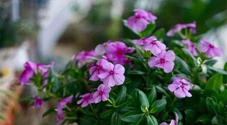 家里养哪几种花或植物旺人又旺财
