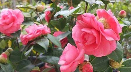 家里养哪几种花或植物旺人又旺财