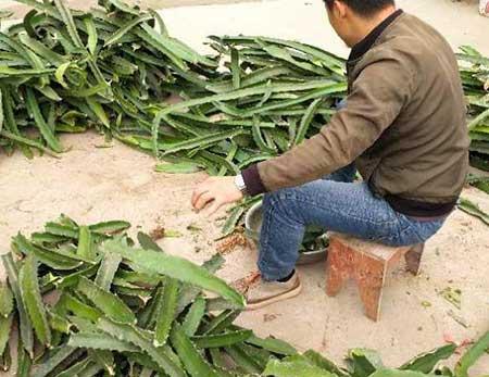 火龙果盆栽怎么养