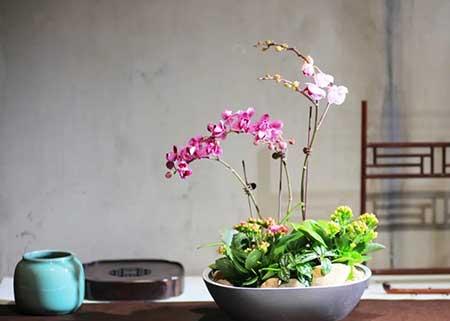 花木出租