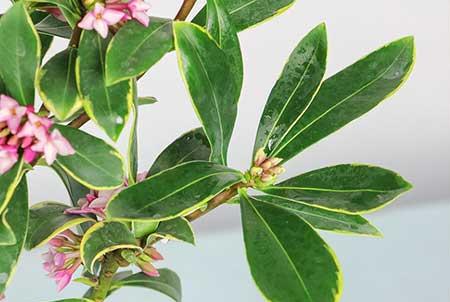 花卉瑞香怎样养护
