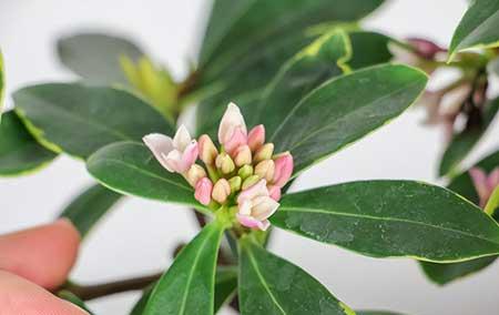 花卉瑞香怎样养护