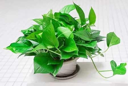 好养的室内小盆栽花卉