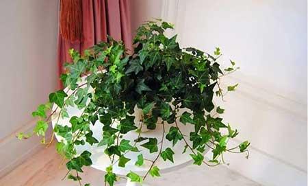 好养的室内小盆栽花卉