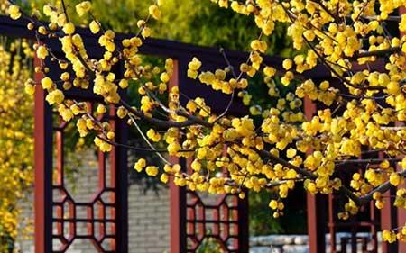 甘肃适合养的花