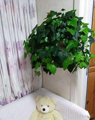 常青藤花怎么养殖方法