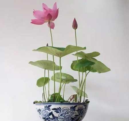 茶桌养什么绿植