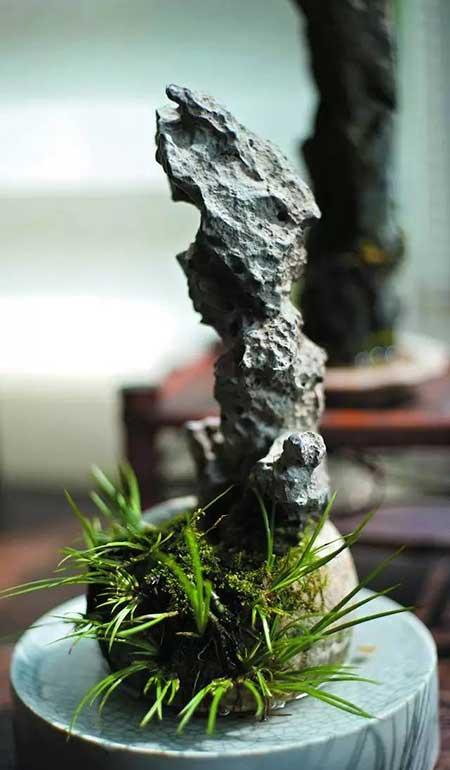 茶桌养什么绿植