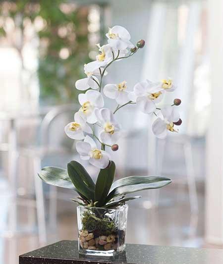 厕所适合养什么花或植物