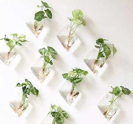 厕所适合养什么花或植物