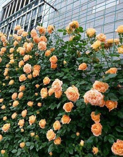 北方能养的花