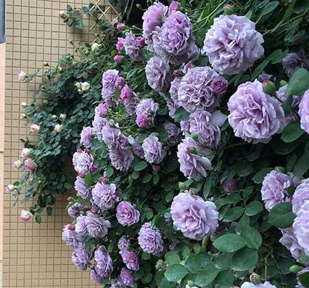 北方能养的花
