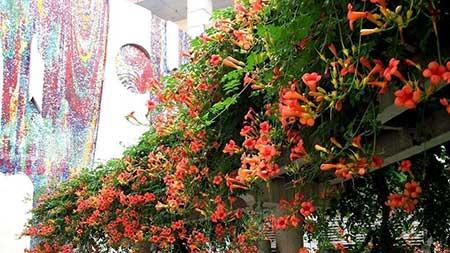 北方能养的花