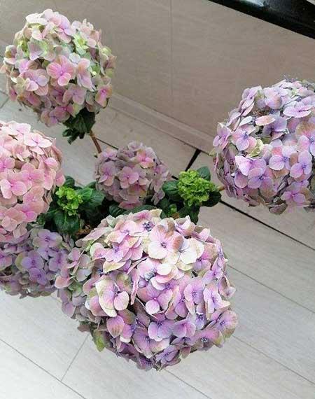 北方能养的花