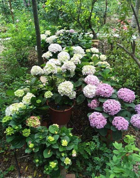 北方能养的花