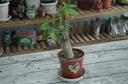 办公室植物养护
