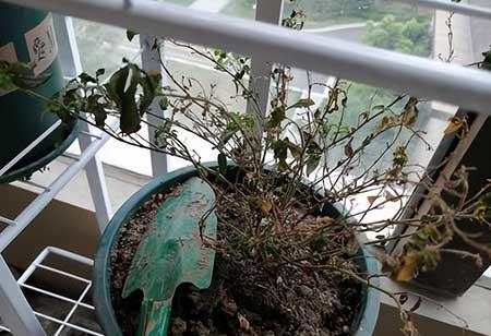 租赁盆栽绿植