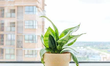 植物是怎么保护自己的
