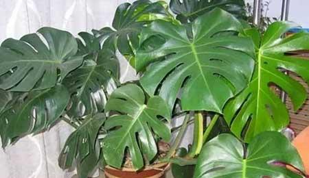 植物龟背竹怎么养殖
