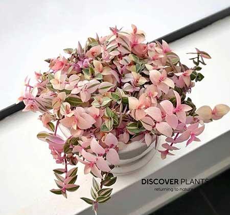 油画婚礼植物怎么养