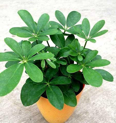 养的绿植有小飞虫