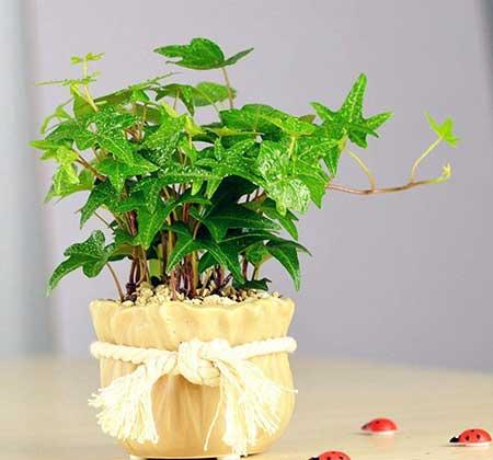 养的绿植有小飞虫