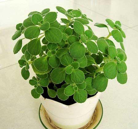 养的绿植有小飞虫