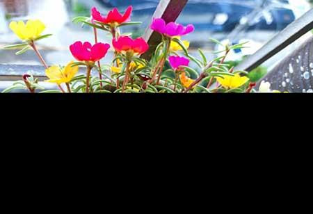 4月份适合养什么花