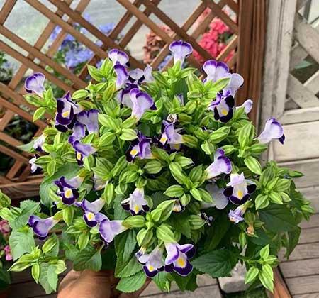 4月份适合养什么花