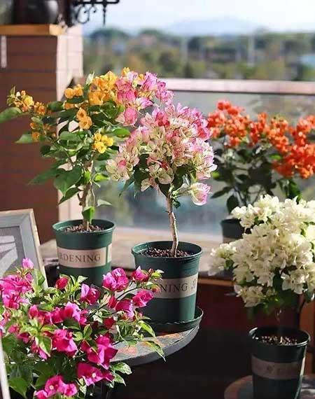 4月份适合养什么花