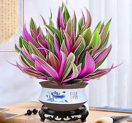 阳台养什么绿植好