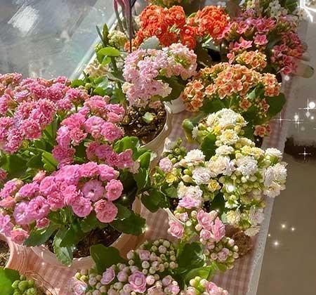 阳台养什么绿植好