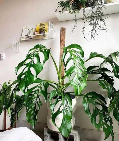 阳台养什么绿植好