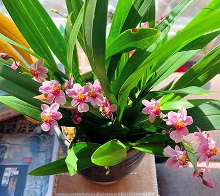 阳台养什么绿植好