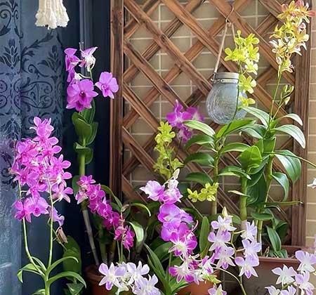 阳台养什么绿植好