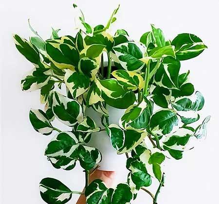 阳台养什么绿植好