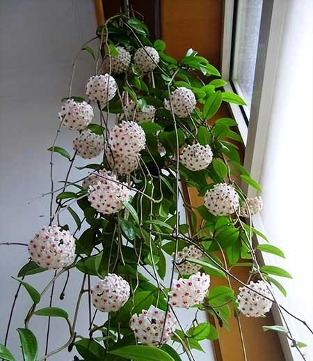 阳台养什么绿植好