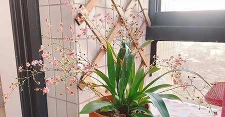 阳台养什么绿植好